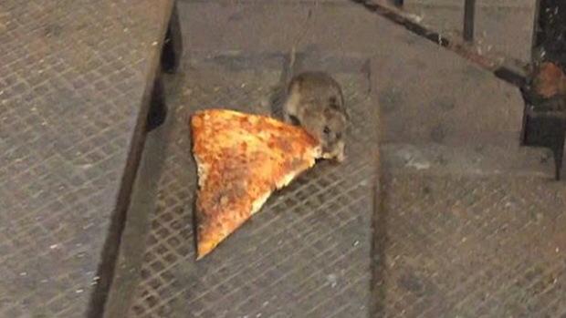 piratelyf's tweet image. Spirit animal #PizzaRat