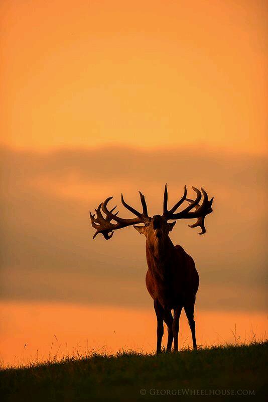 RociodeAndres's tweet photo. "Y si la vida te aprieta, recuerda decirle a tu alma que puedes con ella" Buenos días mundo! #Campo #Caza #Naturaleza http://t.co/FLydqesk8s