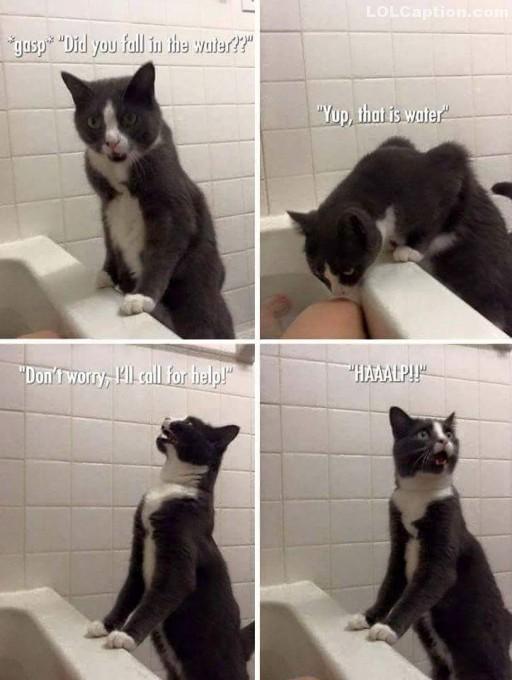lolcaption tweet picture