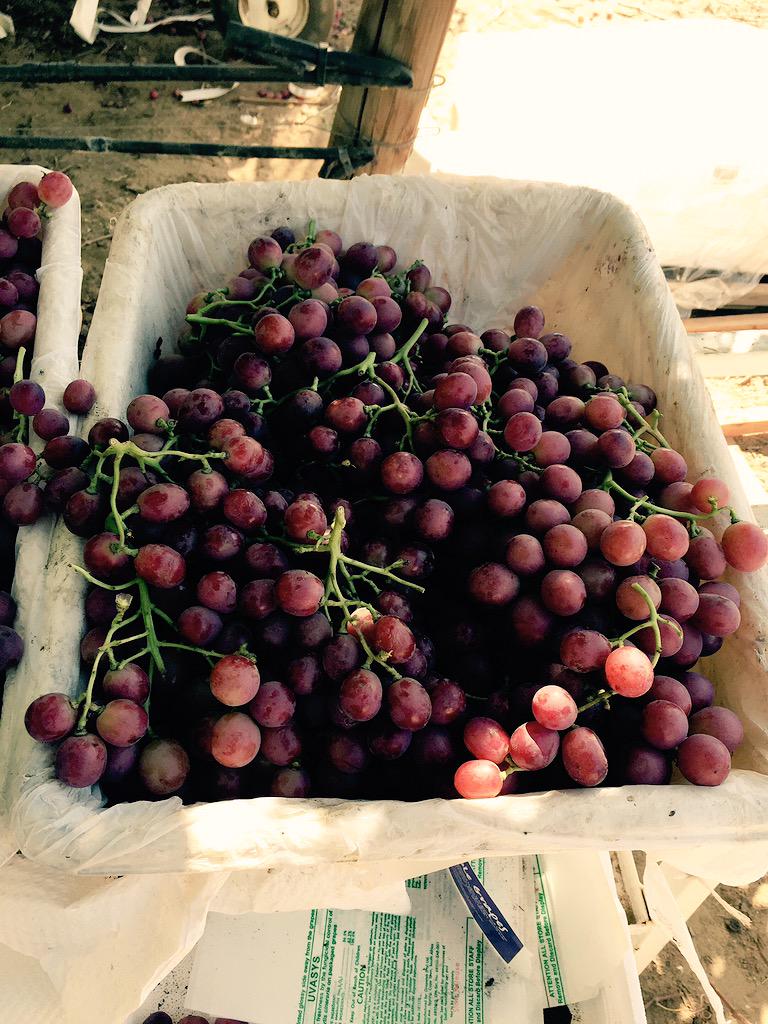 Great quality for this Sweet Celebration grapes in California. #sweetcelebration #grapesofcalifornia