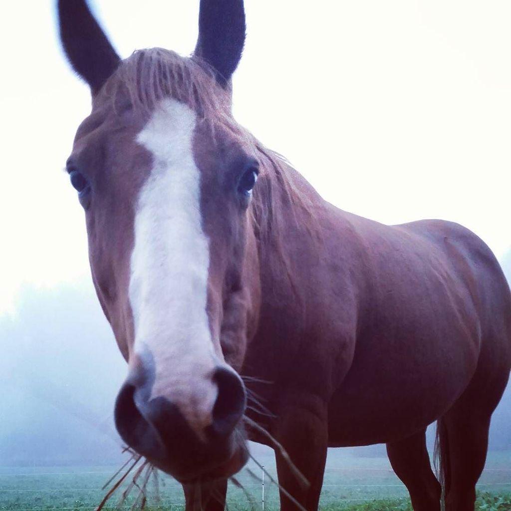 EQPpics's tweet image. Post by mrs.__kennedy: She loves her picture being taken #probablynotthough #horsesofinstagram #amadahy