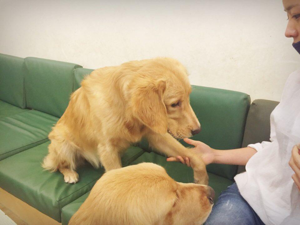 Apink_China's tweet photo. 150925 普美更新翻译：
“大家都度过一个愉快的中秋哦！回家之前与初珑姐姐和贤洙哥哥一起去了狗狗咖啡厅 小狗实在是太可爱了！！！>.< 治愈！！！！@.@ kkkkkkk表情都太搞笑了 精神出走的贤洙哥哥 对不起没控制好我的表情” http://t.co/5dkks3IIVZ