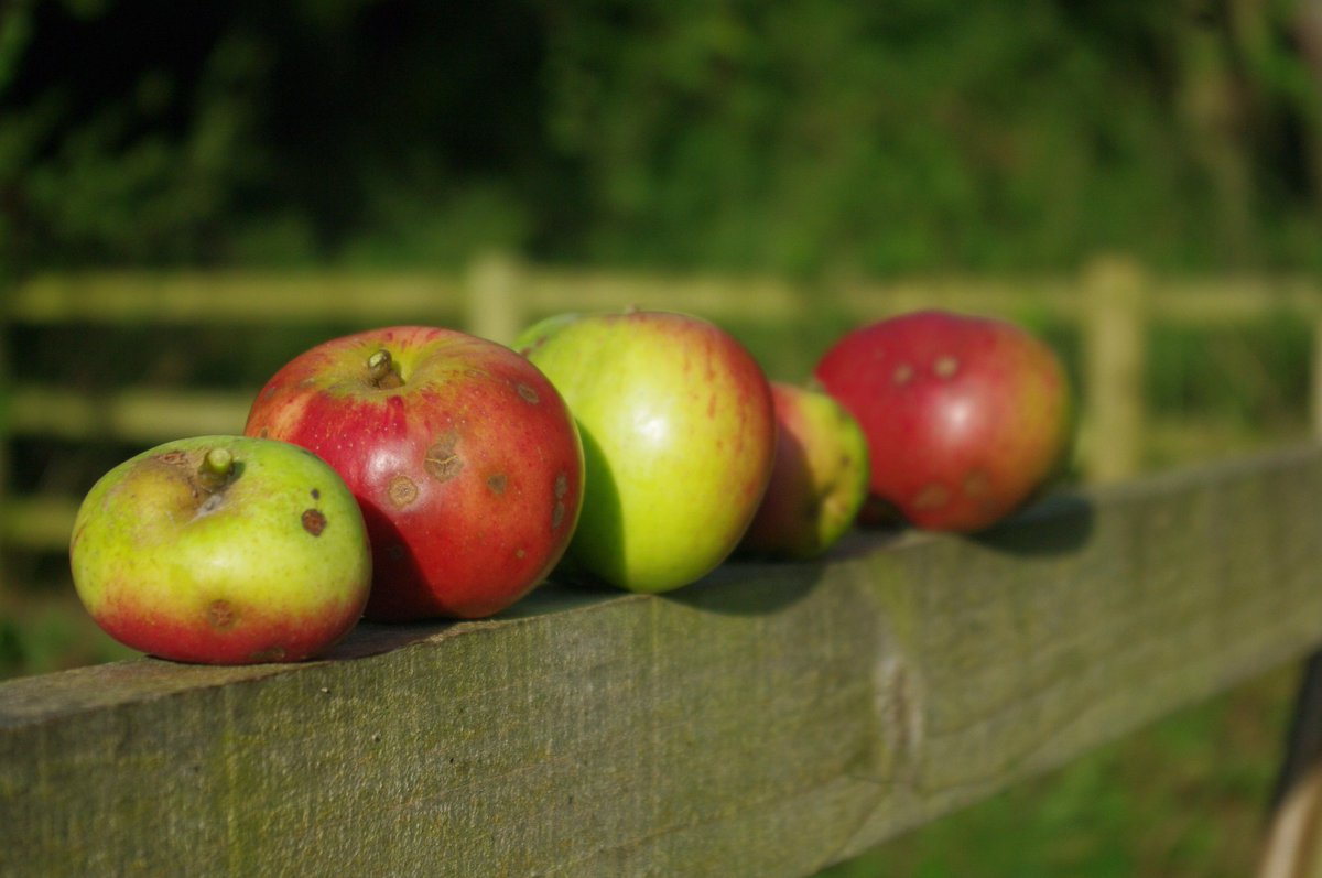 This Sunday afternoon in the #orchard: harvest and hay moving. All welcome! 2.30pm on. See fulfordcommunityorchard.org.uk