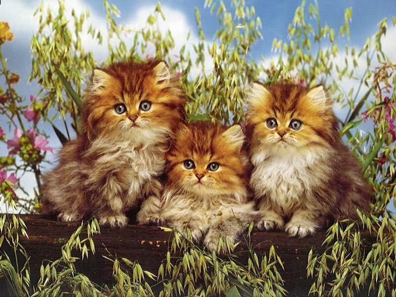 Открытки с кошками доброго дня