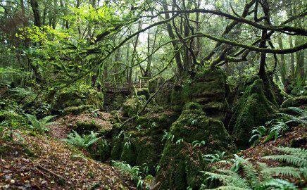 VisitDeanWye's tweet photo. Did you know that #StarWars #TheForceAwakens was filmed in our #backyard? #FriFotos ... May the forest be with you! http://t.co/8uzYMLKMo2