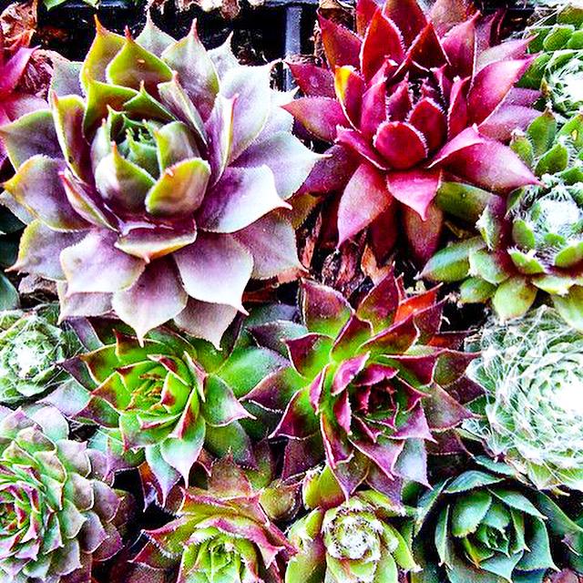 #AUTUMNFOREST 
Check out our new theme on #pinterest pinterest.com/noviflora/novi… #heartforinspiration