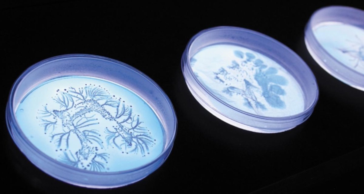 BIOTECH_SI's tweet photo. Un abecedario viviente y en plena #evolución con #bacterias en una placa
http://t.co/jDqsQSPz68
#curiosidades http://t.co/tSY7DIHz1b