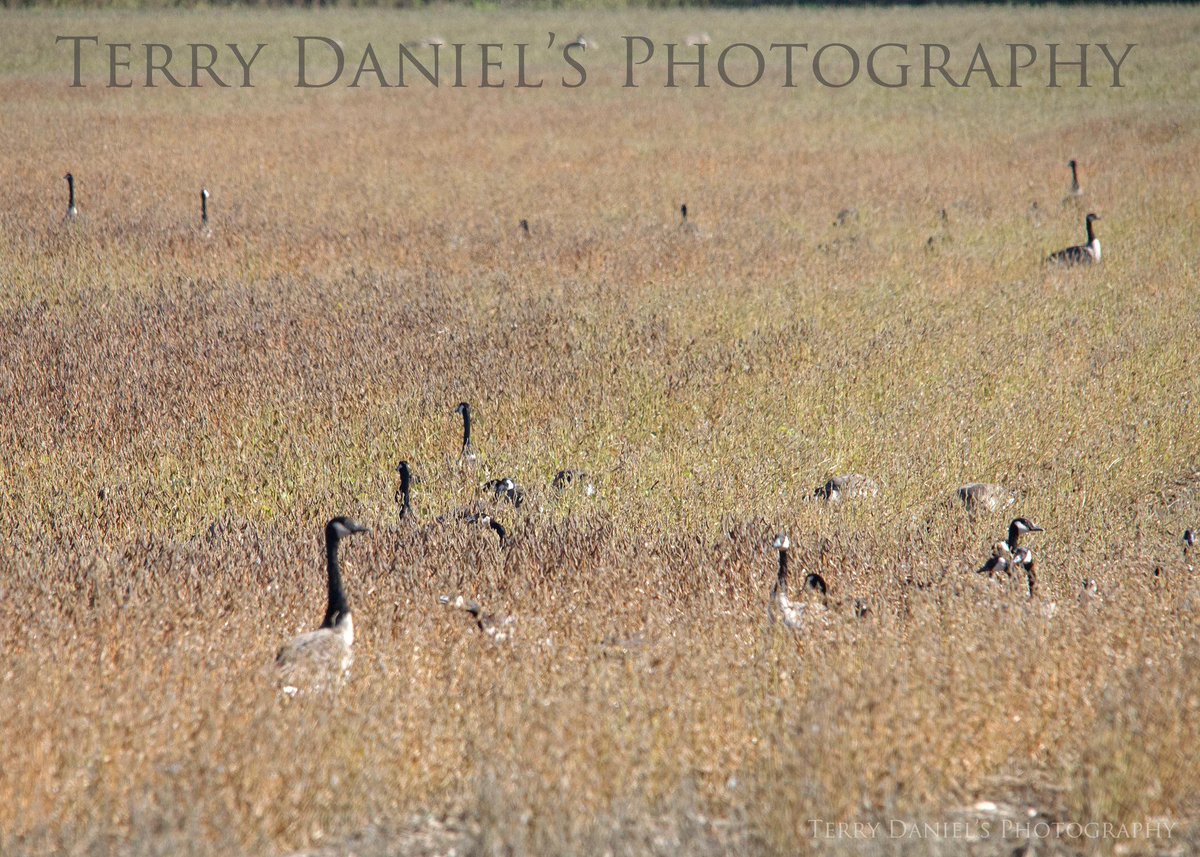 Terry Hlywka tweet media