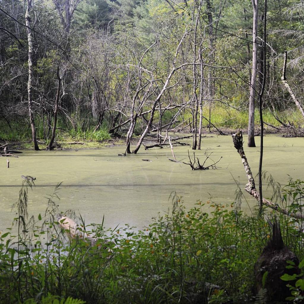 SaraKDaigle's tweet photo. Maine swamp life. #maine #nature #hidden #igersmaine #newengland #instamood #creepy (at Windham, Maine) http://t.co/cNprv90krb