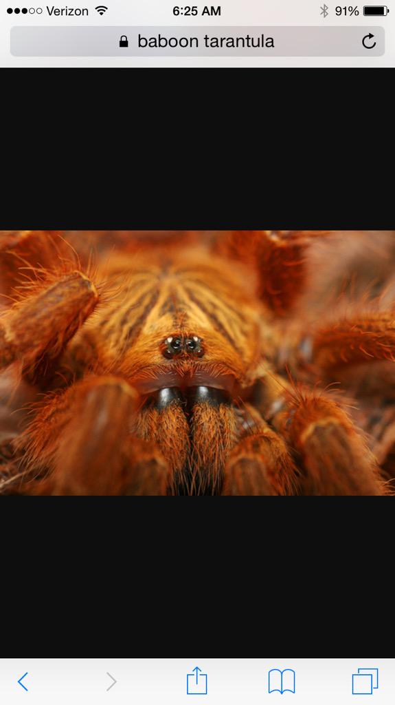 First4Traffic's tweet photo. Hey @nbcaaron this Baboon Tarantula says good morning! Looks like a hermit crab!@nbcwashington @News4Today #fuzzyguy http://t.co/jbWBinHzqp