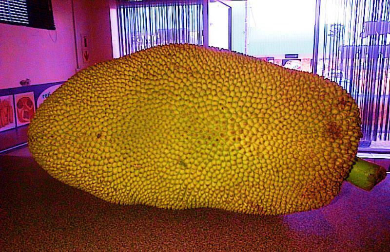 An exotic #fruit that tastes like pulled pork! #Weirdorwonderful? Would you try this fruit? - goo.gl/o5eIXb