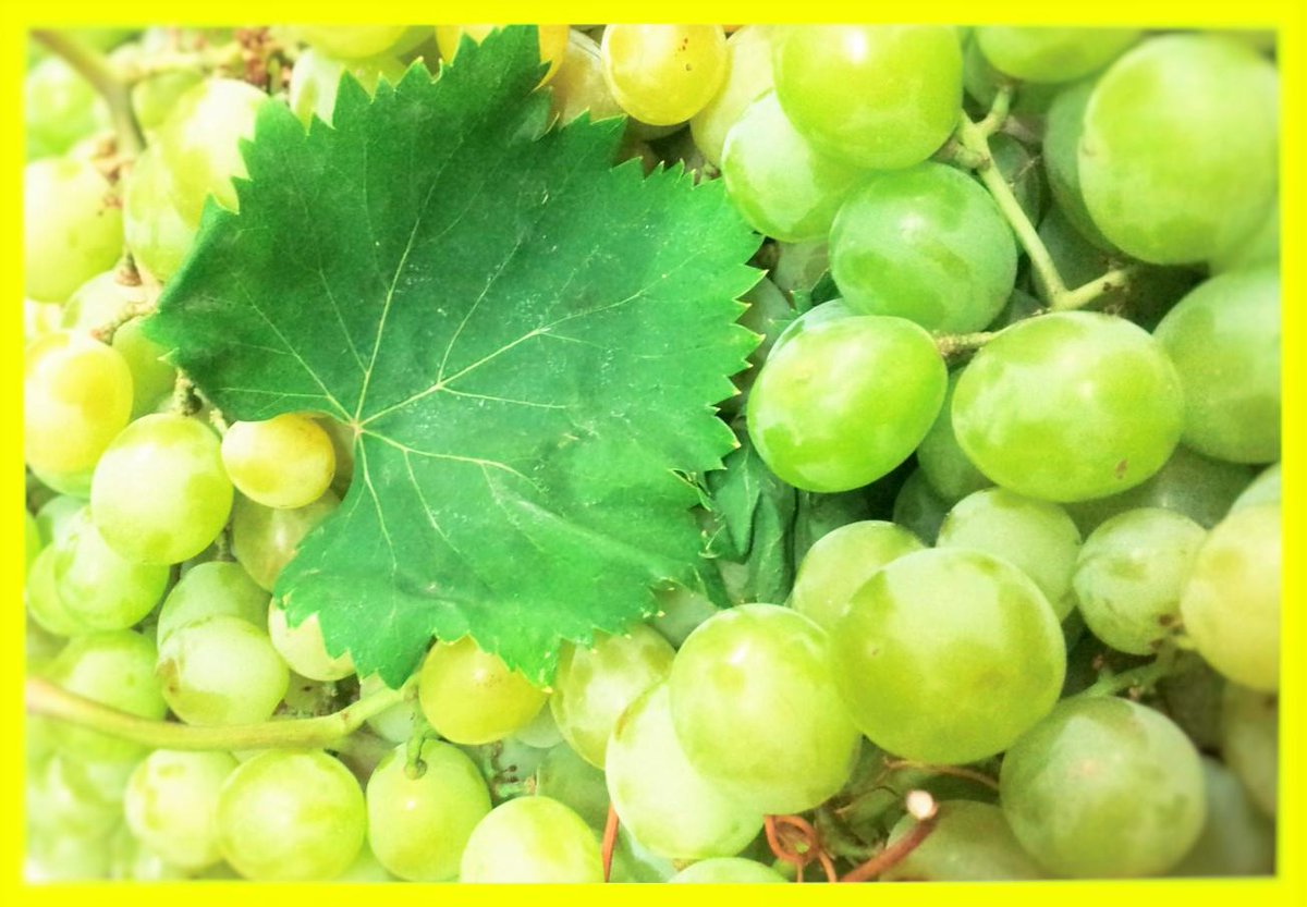 Com cada any ja tenim el #raïm moscat de #Llança. Molt recomanable per depurar-nos tots després d'un estiu intens!