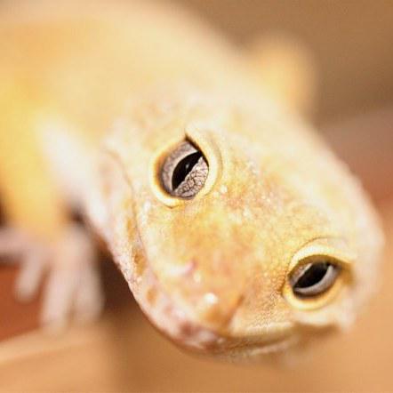 UrbanJungleMcr's tweet photo. Did someone say lunchtime?  #amphibian #animals #aqua #aquarium #bugs #beardeddragon #bugl… http://t.co/KWUPAEcxQG http://t.co/1QGpBwsJLN