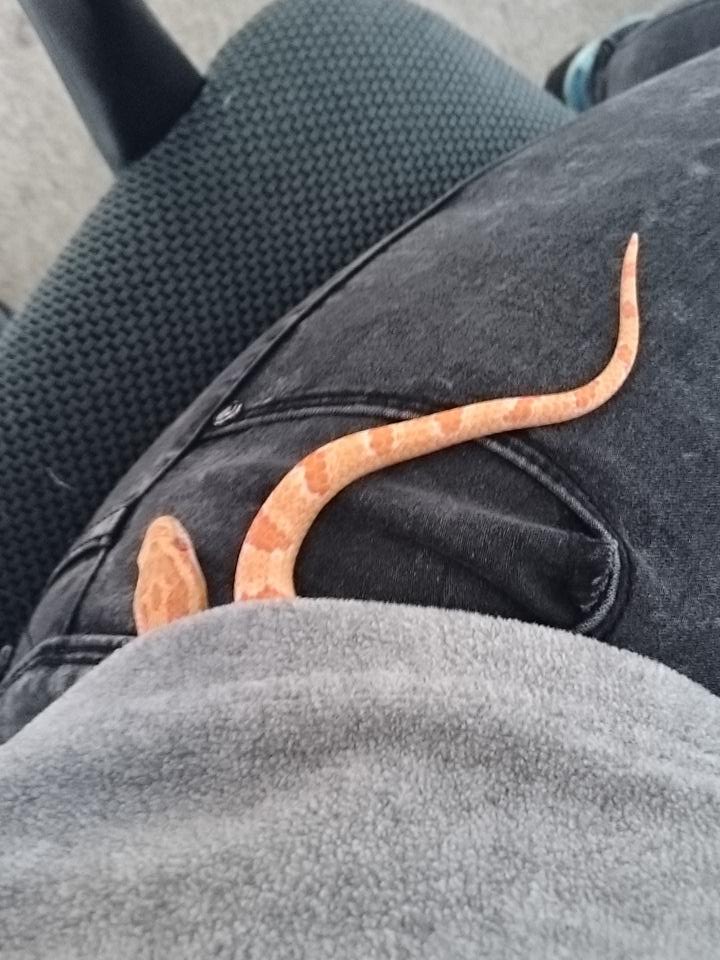 reddopasta's tweet photo. Update. #LivingWithSnakes http://t.co/IYGBxYdxc8