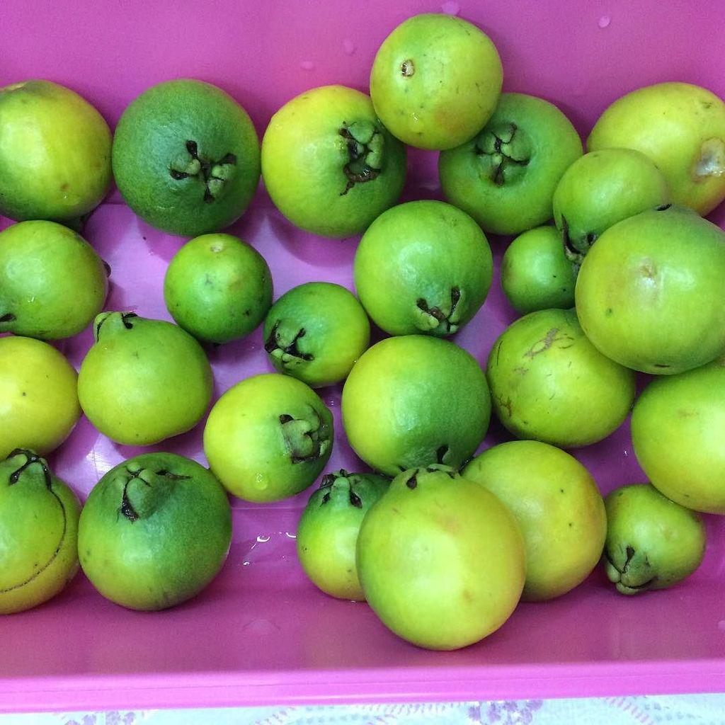 slowfoodbrasil's tweet image. #slowfood É tempo de #gabiroba #araçá