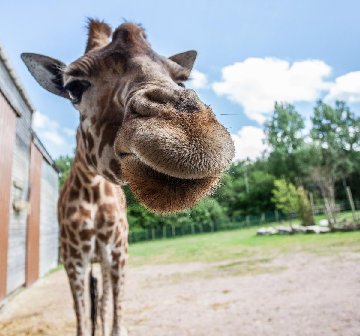 Profitez du soleil ce week end en venant dire bonjour à nos girafes.