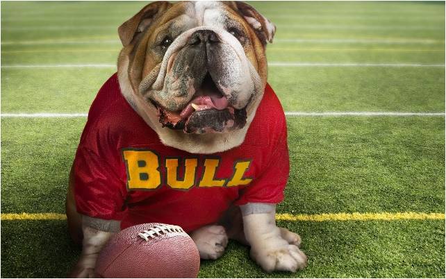 doggyfence's tweet photo. The first #dogs registered in the American Kennel Club belonged to what group?
A) HerdingB) Sporting http://t.co/I0HLeyroDg