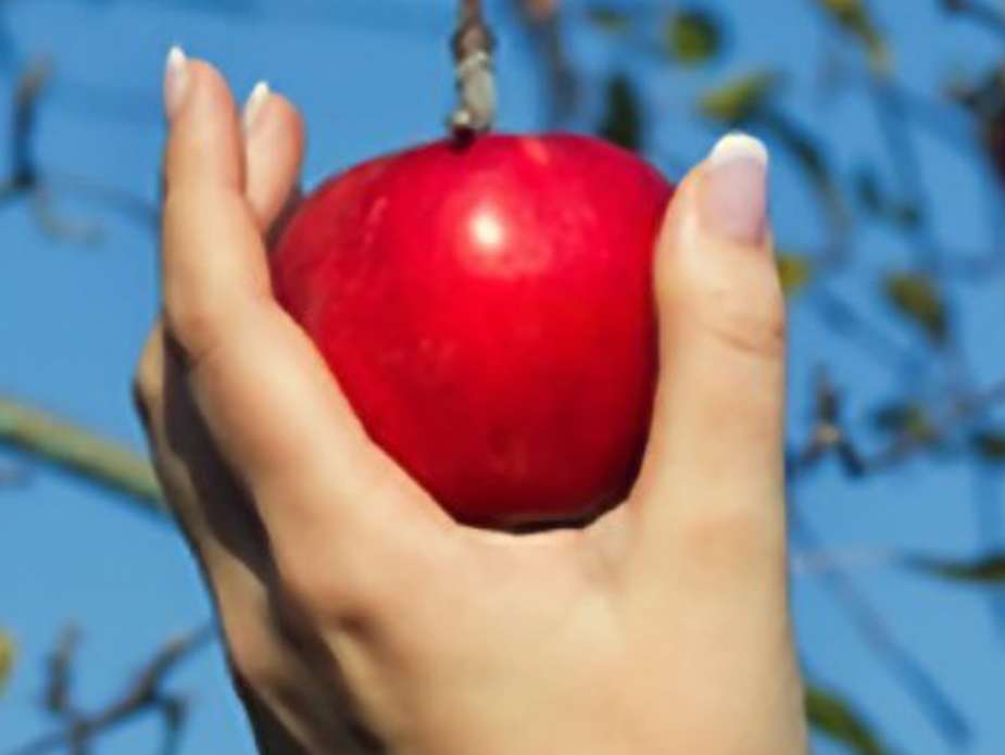 oksigenlab's tweet photo. Bio and Belgian dried apples! New campaign on #OksigenCrowd https://t.co/VBYcp3kZNm @SupersecUs #socent #crowdfunding http://t.co/YwxwWOZyua