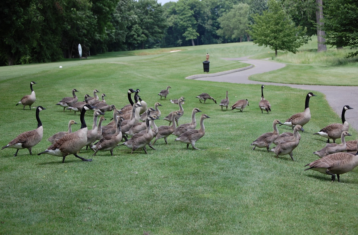 Walnuthillsgc's tweet photo. Come home. Join our community. 
Call our main office today to learn about our $249 membership opportunity, 332-8647 http://t.co/7TKr58hNt1