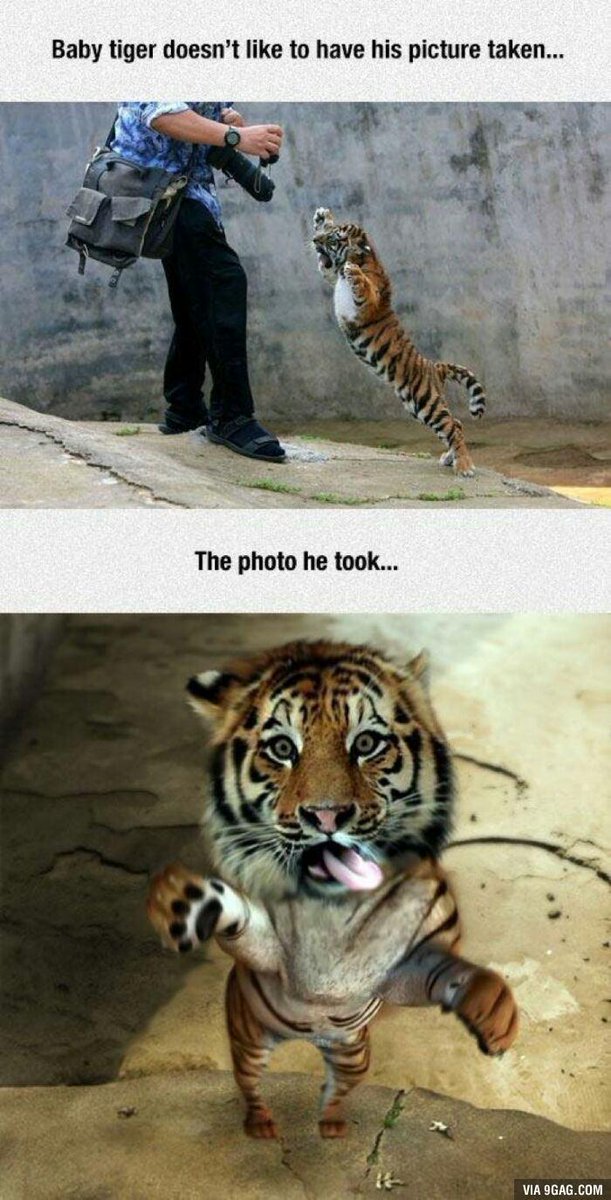9GAG's tweet photo. Little tiger doesn't like to be photographed! 
http://t.co/fUnp4jccIc http://t.co/uRooB8IHcj