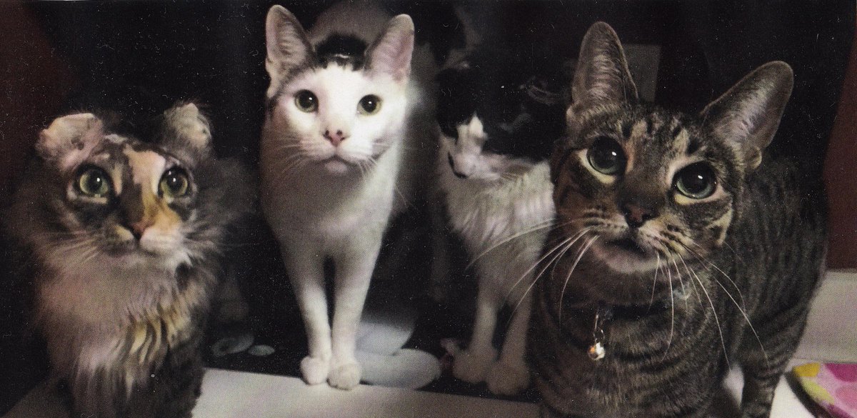 OwnSelph's tweet image. We're trying to delete a tweet, but don't know how to tweet a delete to delete a tweet. ARGHH!