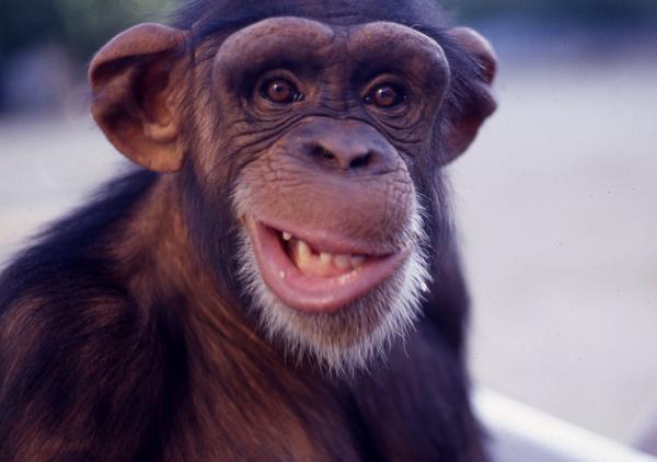 OwnSelph's tweet image. Today in ole Georgee we had a hail of a storm, with goofball-sized hail a-hailing. ARGHH!