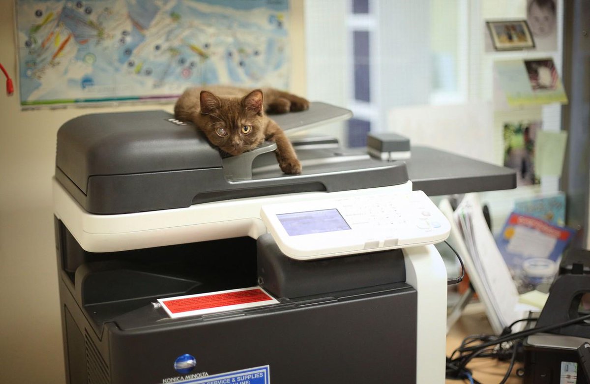 arrrzzz's tweet photo. @adyear @Adweek @advertisingweek v big problem. damn cat won’t let me print my deck out. #adweekchat #awchat #aychat http://t.co/pbFUl50Gg8