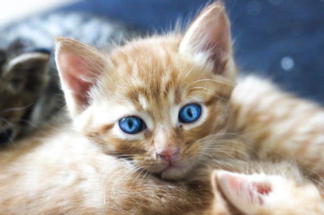 FelinPossible's tweet photo. De nombreux #chats et #chatons sont à #adopter chez @FelinPossible 
http://t.co/kG7TOZQqOQ http://t.co/pNM0dpEHlC