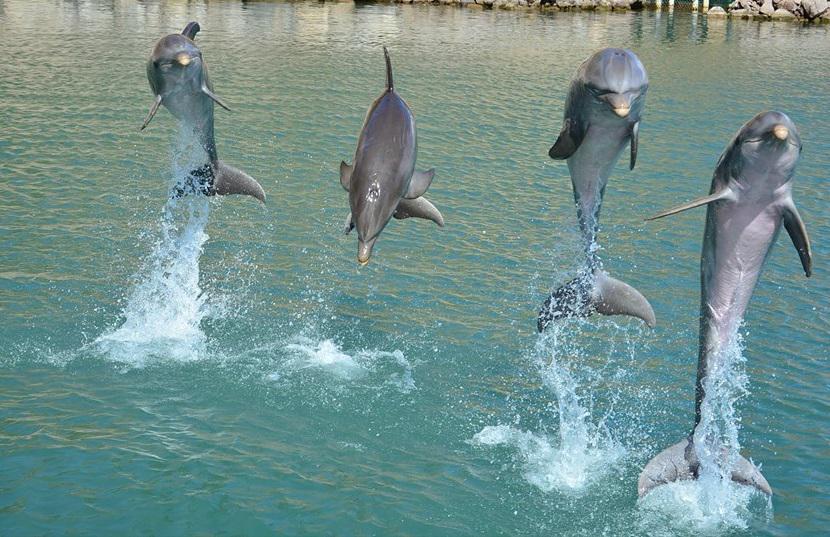 Have a #fun experience in #StKitts by swimming with the #Dolphins.