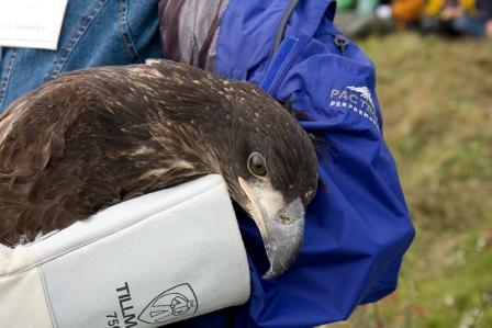 visithastingsmn's tweet photo. Reminder: Raptor Release this Saturday, 10am-3pm at Carpenter Nature Center. http://t.co/mNqzc5alau http://t.co/QmSN8OVOEt