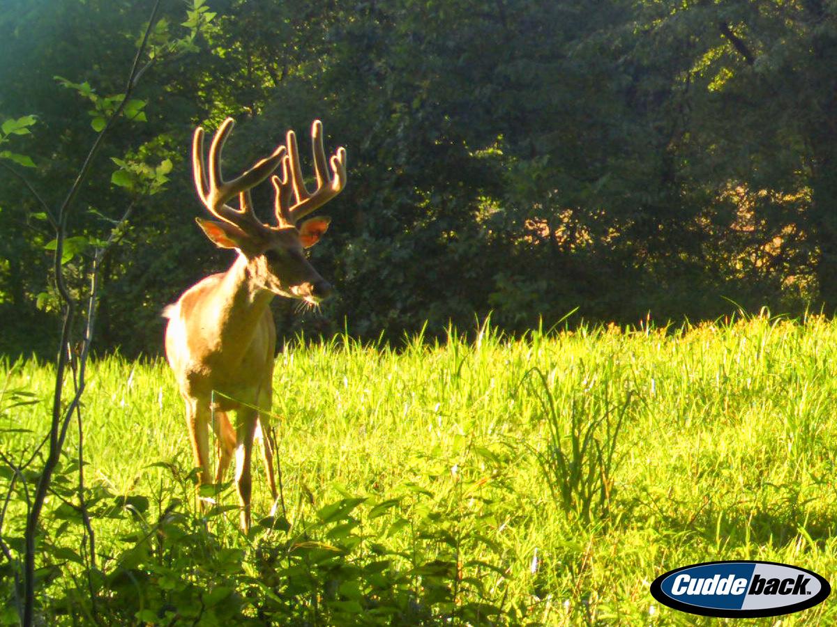 HuntHadleyCreek's tweet image. Here's a stud recently captured on one of our trail cams here in Pike County, IL. Add him to the 2015 hit list!