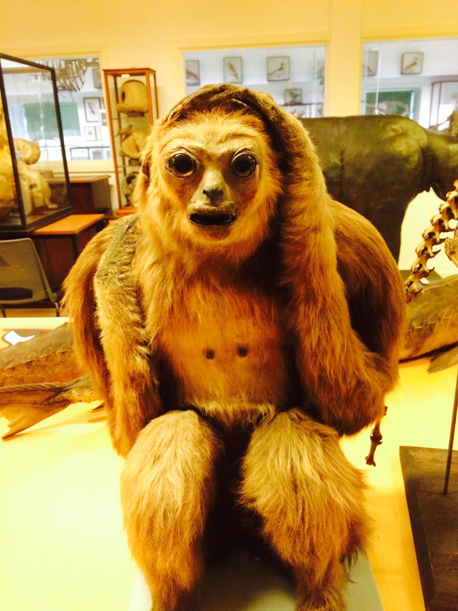 TCD_NatSci's tweet photo. This gibbon wants you to guess how long gibbons live for #drd2015 @ResearchDublin http://t.co/V57BdRnS8B