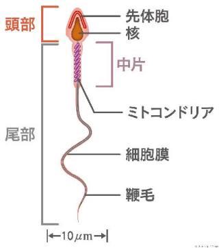 関連画像