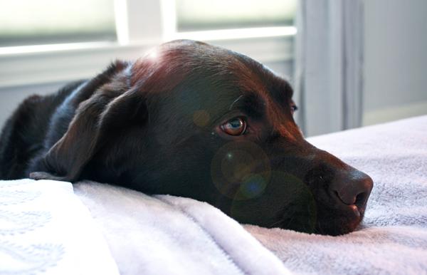 WearWagRepeat's tweet photo. No More Doggies Jumping On The Bed #RuffNight @Wayfair - http://t.co/GFsbIFVgHS http://t.co/5aAwiB14N2