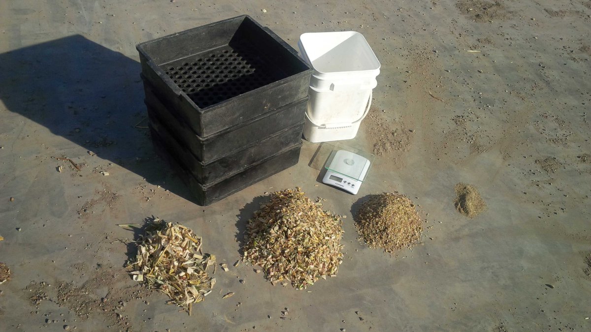 Particle size testing your fresh chop #cornsilage? You should be. #dairyfarm #cattlenutrition