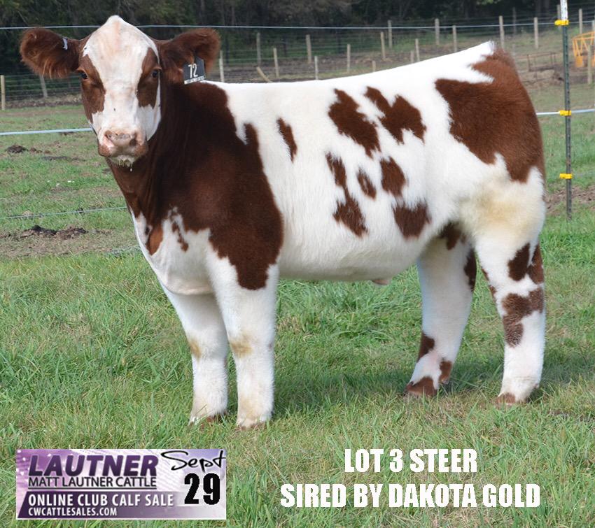 mattlautner's tweet photo. Lot 3 Dakota Gold Steer Sells September 29 On Matt Lautner Cattle's Online Calf Sale On CW Cattle | #BreedLautner http://t.co/GJO4bHKocO