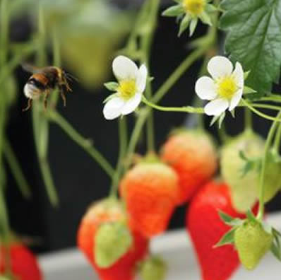 ItsGilCohen's tweet photo. We love the bees! 
http://t.co/mSX3LpRIn7 
via http://t.co/TNguzCTRH1 &amp; @trendhunter 
#eco #tech #savebees #beebros http://t.co/T0A5KvohAQ