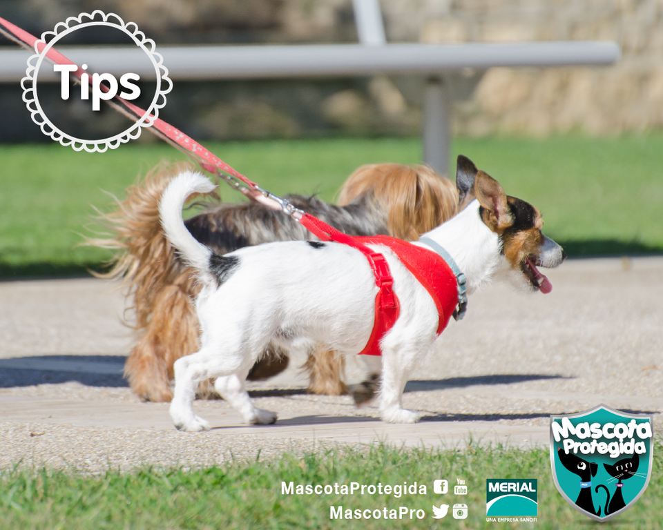 MascotaPro's tweet photo. Siempre es bueno usar las herramientas adecuadas, busca la correa que mejor le va a tu #mascota y a su ejercicio. http://t.co/kdjClZ1tsG