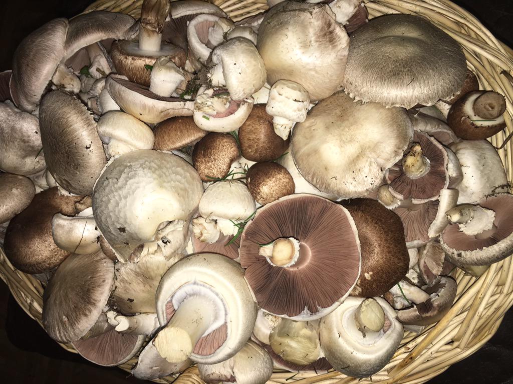 ForYourMoment's tweet photo. Like every year... my mothers #mushroomharvest from today #birkenpilz #champignon #rotkappe http://t.co/pKIGo6lt0G