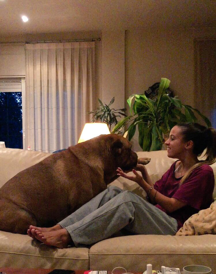 StrDominguez's tweet photo. Mis bebes🐶❤️ http://t.co/XGqrYO7NxG