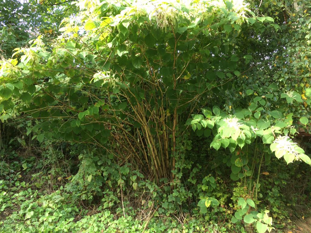 ROAVR_enviro's tweet photo. Surveyor identified #japaneseknotweed at your property? Drop us a line we can help! http://t.co/N3ioSdrPv6