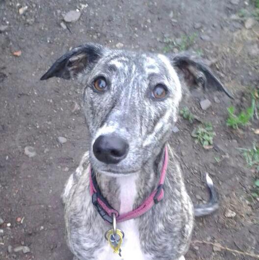 NWDogRescue's tweet image. Going HOME tomorrow ❤️#darcie