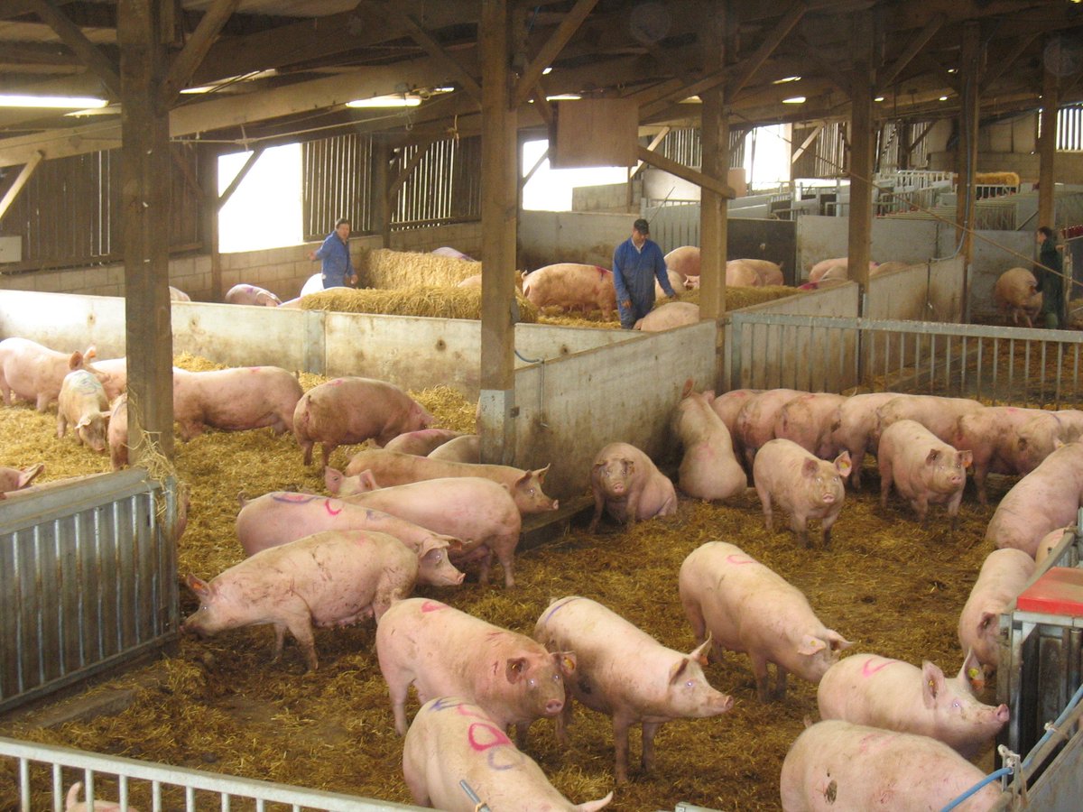 DGrant_FW's tweet photo. Inventory of #HogsPigs, #MarketHogs up 4% as of Sept. 1. Both new highs for the Q since #USDA began tracking in 1988 http://t.co/De32gO8xjx