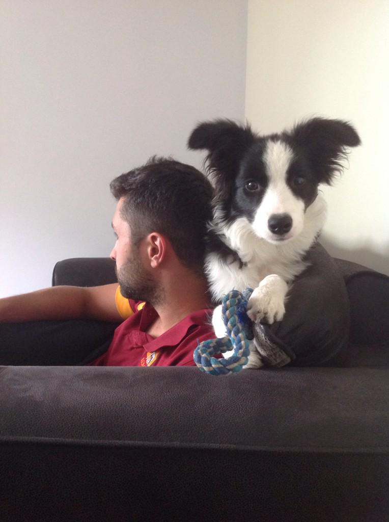 LauraJenkinson1's tweet photo. My girls getting big 😍 #bordercollie #pup #puppy #6months #fiancée #myeverything http://t.co/uqdTaQ85al