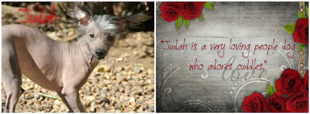 The_Animal_Team's tweet photo. Go on punk make my day! #WetNoseDay #dogsoftwitter #K9hour E; ebbymay@googlemail.com #chinesecresteddogs http://t.co/Tmp84oFTlc