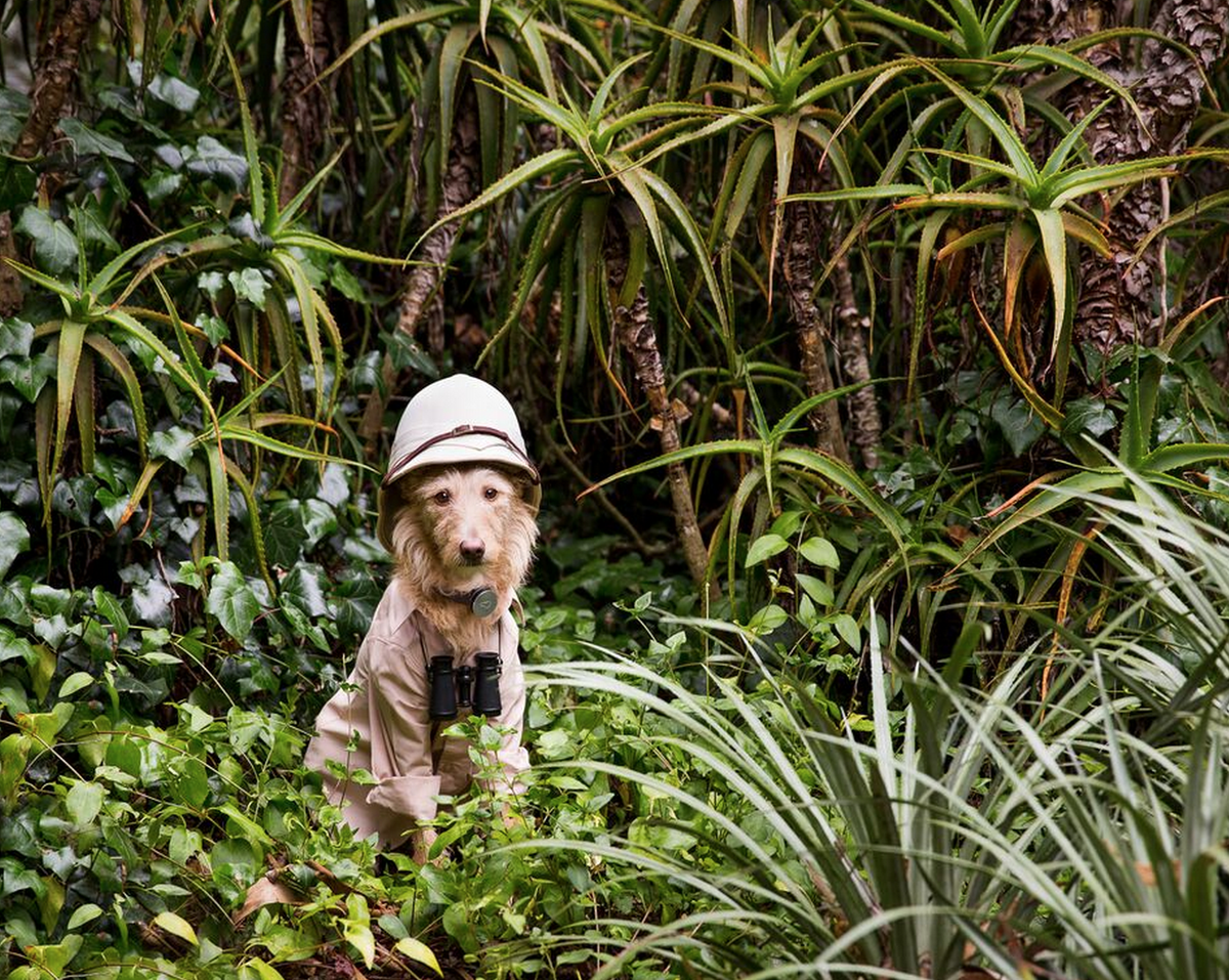 taggtracker's tweet image. #PhotoContest: Where in the world is you dog? Win a prize pack valued at $200! Enter now! ow.ly/SuotN