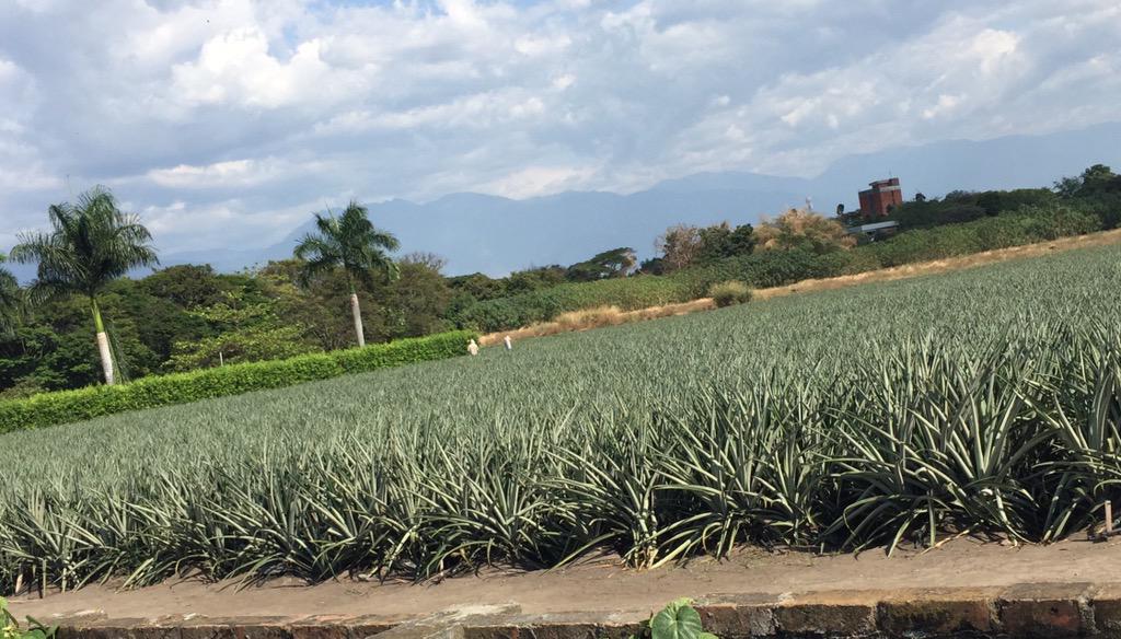 jlucasrestrepo's tweet image. Semillero #PiñaGold en @Corpoica Palmira para proveer pequeños y medianos productores de zona de influencia.