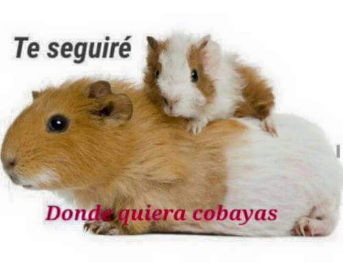 SentidoChistes's tweet image. 