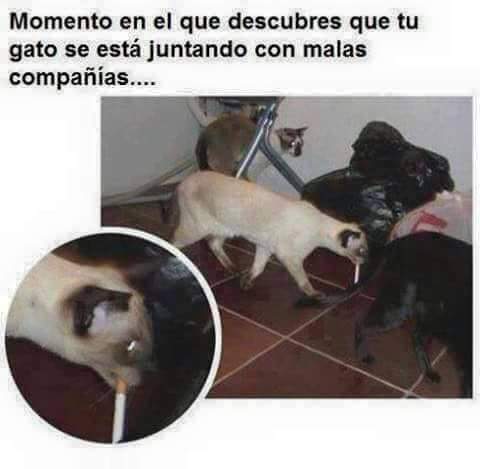 SentidoChistes's tweet image. 