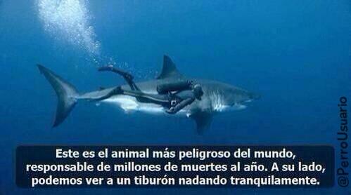 PerroUsuario's tweet photo. ¡Es muuuy peligroso!  https://t.co/1tcJ9UPWvK